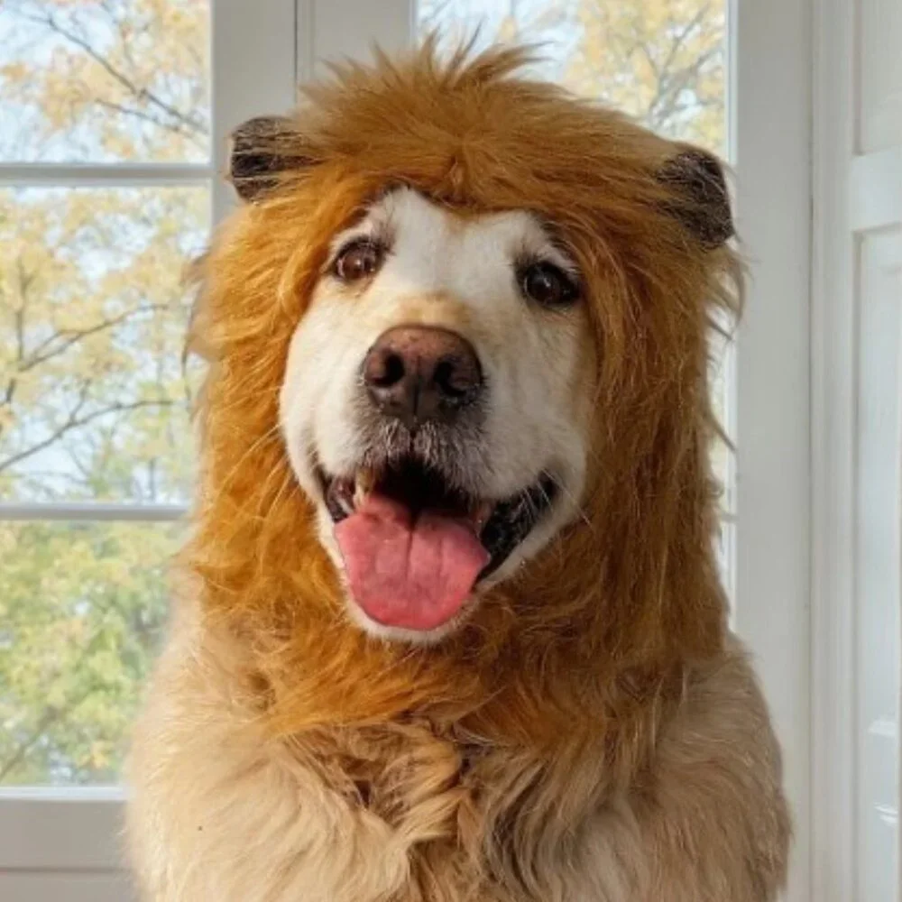 New Lion Mane Hat Dog Pet Halloween Costume Ears Size M/L  Includes soft brown e
